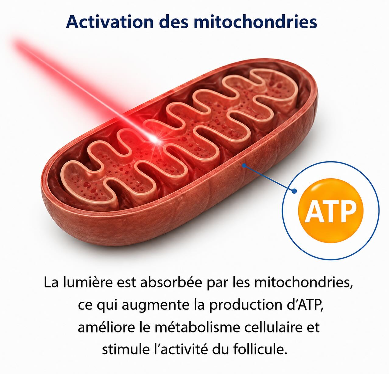 Mitochondrium und ATP-Produktion als möglicher Mechanismus der Low-Level-Laser-Therapie