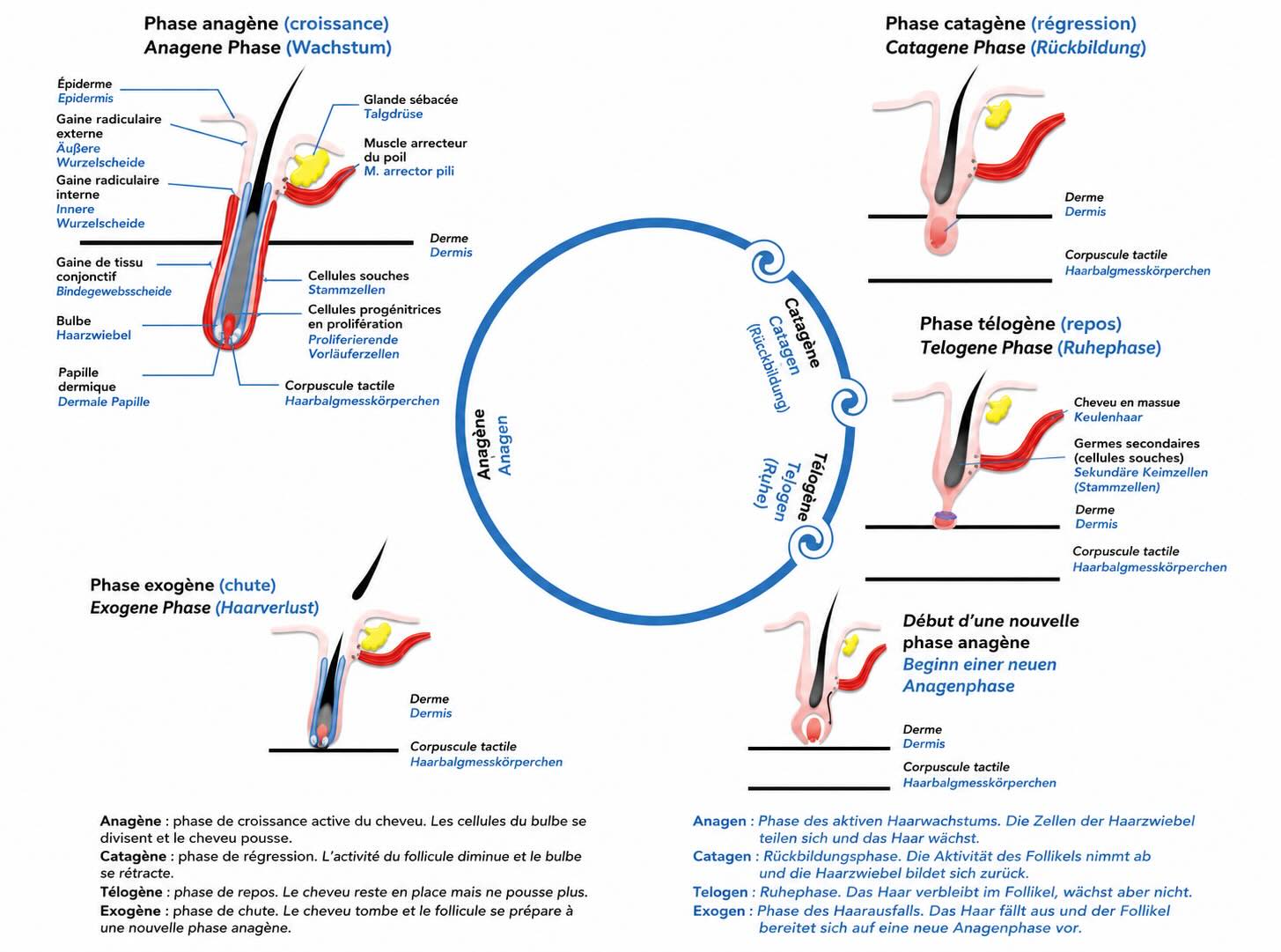 Medizinische Darstellung des Haarzyklus mit Wachstumsphase Übergangsphase Ruhephase und Ausfallphase